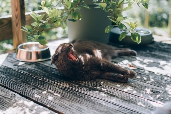 What's the Best Strategy for Preventing Heatstroke in Outdoor Cats?